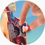 Jogo Lab Corpo Humano Estrela - Imagem 4